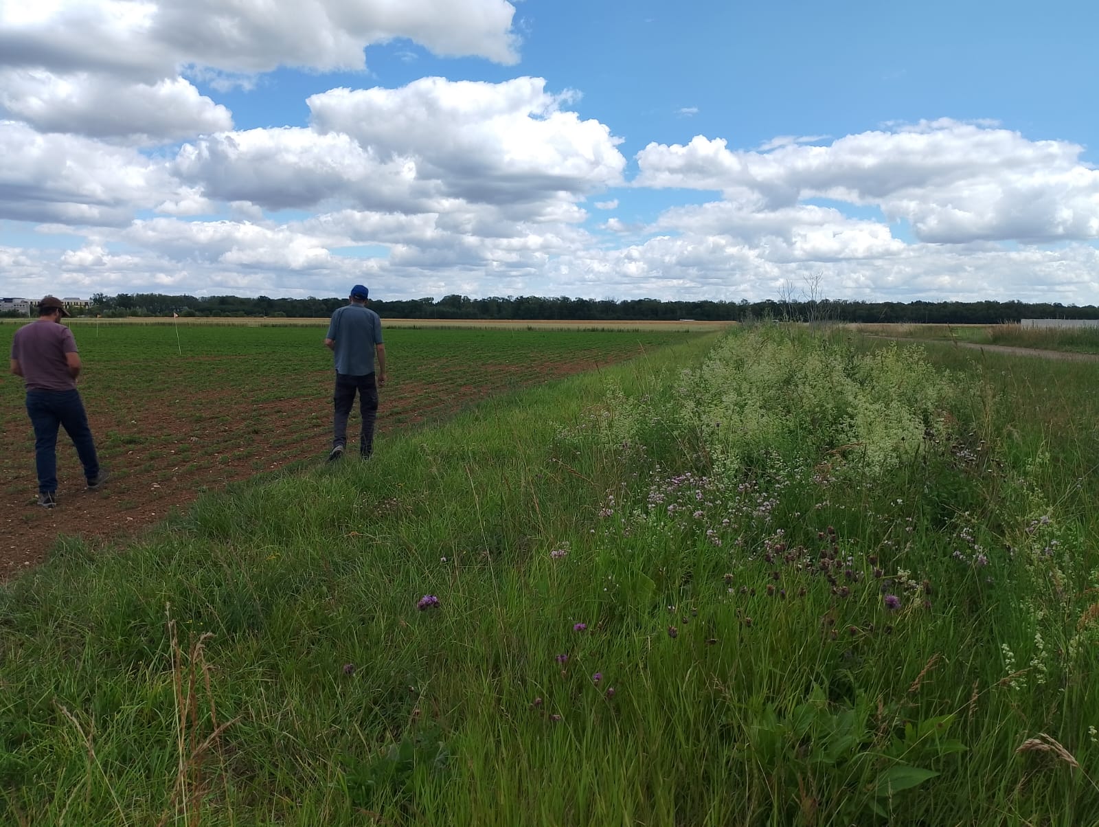 Field boundaries in extensive crops - Dijon